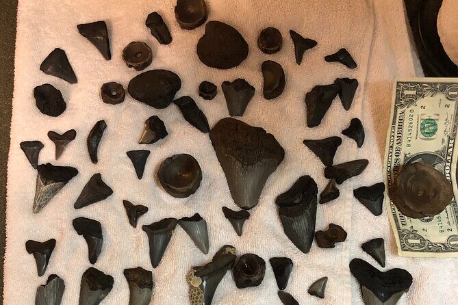 Private Dolphin, Lighthouse and Shelling Adventure (Folly Beach) - Final Thoughts — Why This Tour Is a Great Choice