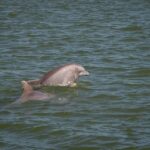 Private dolphin tours in the amazing Savannah Marsh - Final Thoughts
