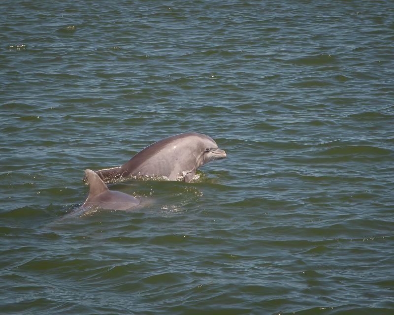 Private dolphin tours in the amazing Savannah Marsh - Final Thoughts