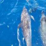 Private Dolphin Watch Boat Tour Port Aransas Texas - Price & Value Analysis