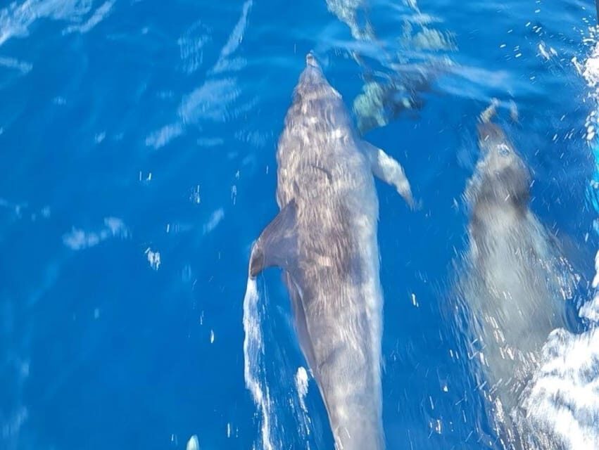 Private Dolphin Watch Boat Tour Port Aransas Texas - Price & Value Analysis