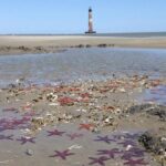 Private Dolphin Watch, Lighthouse and Ecological Boat Tours - Practical Tips for Booking