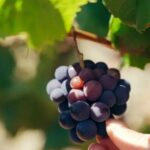 Private Double Wine Tasting Tour in Frascati - Exclusive - Authentic Experiences That Make a Difference