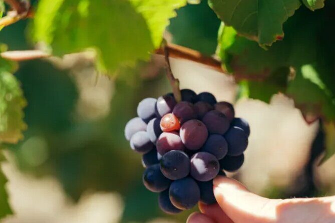 Private Double Wine Tasting Tour in Frascati - Exclusive - Authentic Experiences That Make a Difference