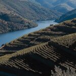 Private Douro Valley Tour Includes Wine Tasting and Boat Tour - Who Will Love This Tour?