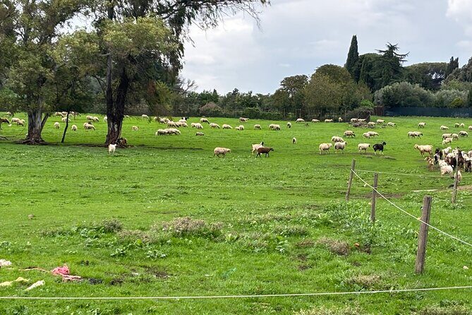 Private E-bike tour of Appian way, Aqueduct & catacombs with food - Who Should Book This Tour?