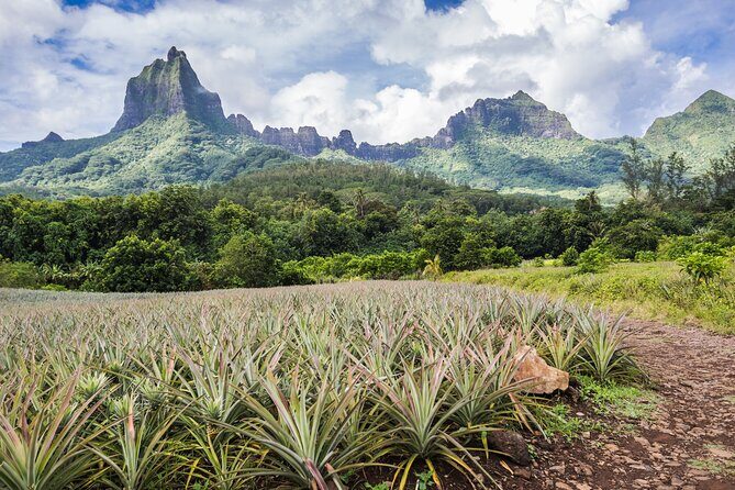 Private EN photo tour in Moorea, tour & workshop class - Who Is This Tour Best For?