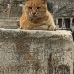 Private Ephesus Tour from zmir Çeme Port and Hotels - Practical Details and What You Can Expect