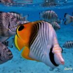 Private excursion Half day Moorea Discovery of the lagoon - Who Will Love This Tour?