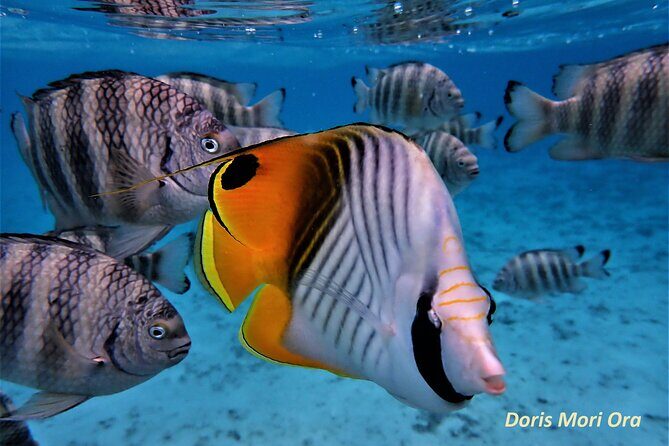 Private excursion Half day Moorea Discovery of the lagoon - Who Will Love This Tour?