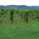 PRIVATE EXCURSION: Visit Siena & Chianti with lunch and tastings - The Practical Side: What Travelers Need to Know