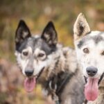 Private Fall Foliage Mushing Cart Ride in Fairbanks - Who Will Love This Tour?