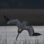 Private Folly River Sunset Dolphin Cruise - Who Should Book This Tour?