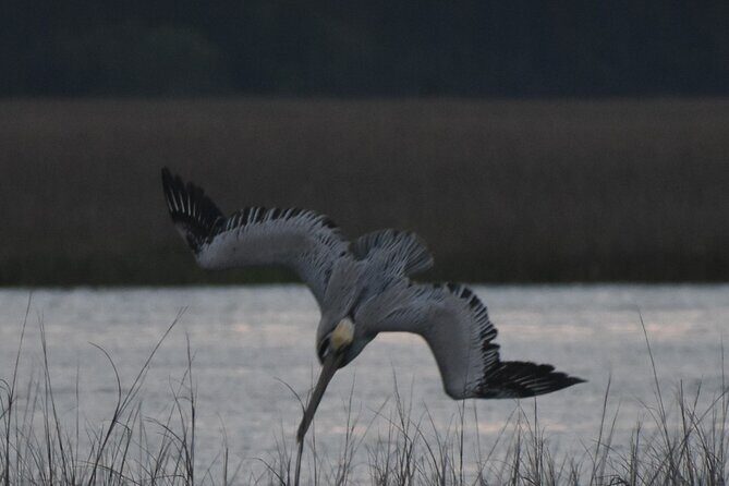 Private Folly River Sunset Dolphin Cruise - Who Should Book This Tour?