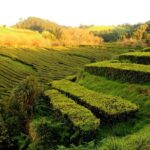 Private Full-Day 4x4 Tour to Furnas Volcano - The Experience We Loved