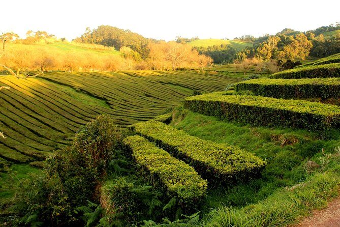 Private Full-Day 4x4 Tour to Furnas Volcano - The Experience We Loved