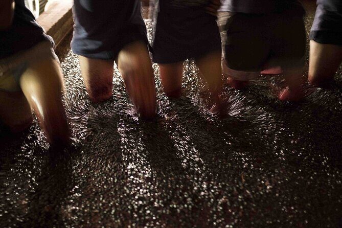 Private Full Day Douro Tour with Lunch - A Deep Dive into the Douro Experience