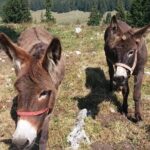 Private Full-Day Hiking Tour in Piatra Craiului National Park - The Sum Up