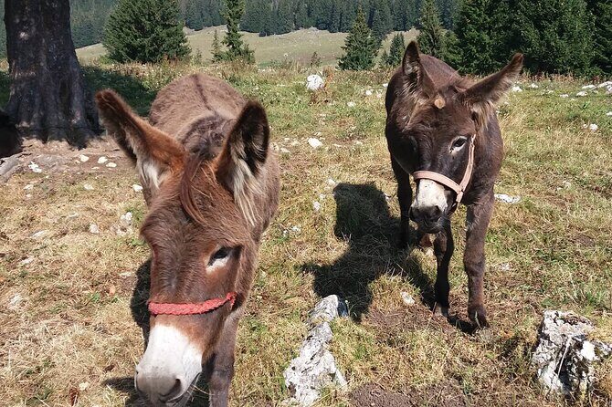 Private Full-Day Hiking Tour in Piatra Craiului National Park - The Sum Up