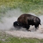 Private Full Day Tour of Yellowstone's Natural Wonders - Final Thoughts: Is This Tour Right for You?