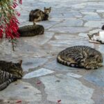 Private Full-Day Tour to Cyprus Monasteries - The Sum Up