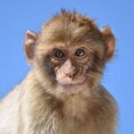 Private Gibraltar Victory Gold Tour 2.30hrs - Why This Tour Works for Different Types of Travelers