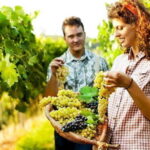 Private Grape stomping in Chianti from Florence - An In-Depth Look at the Tour Experience