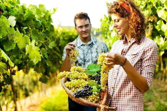 Private Grape stomping in Chianti from Florence - An In-Depth Look at the Tour Experience