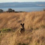 Private Great Ocean Road - The Ultimate Aussie Adventure - What Makes This Tour Worthwhile?