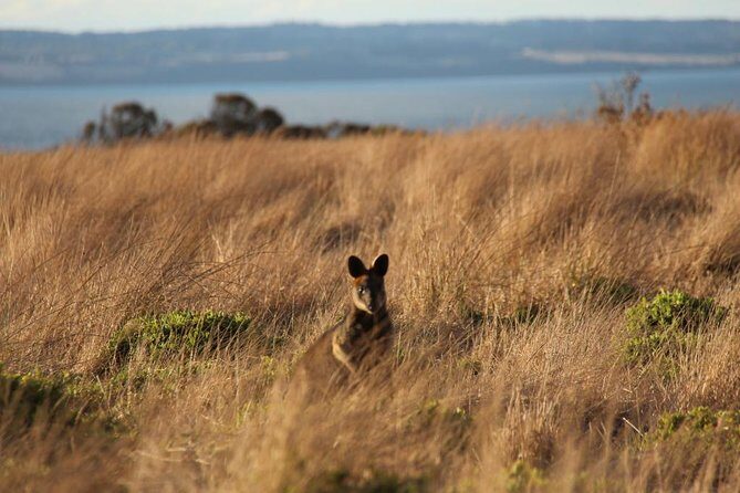 Private Great Ocean Road - The Ultimate Aussie Adventure - What Makes This Tour Worthwhile?