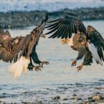 Private Group Eagle Preserve Float Trip in Haines - FAQs