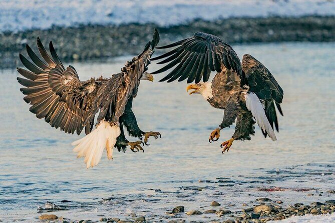 Private Group Eagle Preserve Float Trip in Haines - FAQs