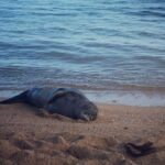 Private Group Snorkel Adventure on Tropical Reef with Sea Turtles - Authentic Experiences and What Travelers Say