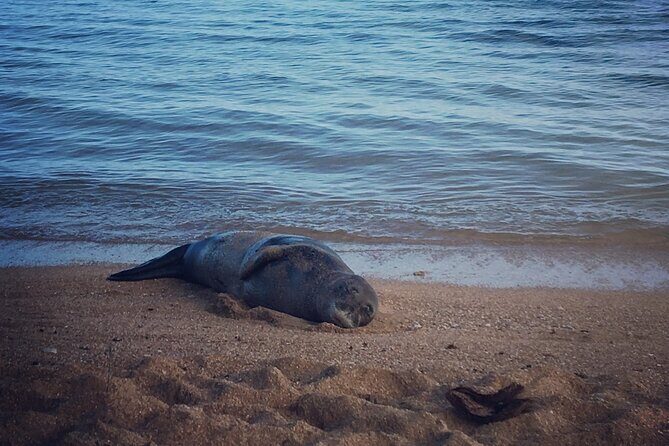 Private Group Snorkel Adventure on Tropical Reef with Sea Turtles - Authentic Experiences and What Travelers Say