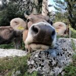 Private Guided Day Trip to Pilatus - A Deep Dive into the Mount Pilatus Experience