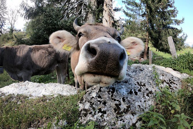 Private Guided Day Trip to Pilatus - A Deep Dive into the Mount Pilatus Experience