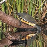 Private Guided Everglades Kayak Tour - FAQ