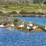 Private Guided kayak Tour/Birdwatching/Nature Tour. - FAQ - Common Questions Answered