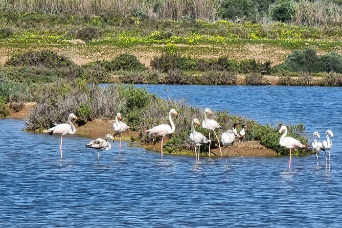 Private Guided kayak Tour/Birdwatching/Nature Tour. - FAQ - Common Questions Answered