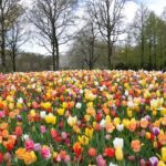 Private Guided Keukenhof Gardens and Zaanse Schans Tour - What the Reviews Say