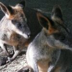 Private Guided Tour from Sydney to Blue Mountains National Park - The Value of a Private Tour