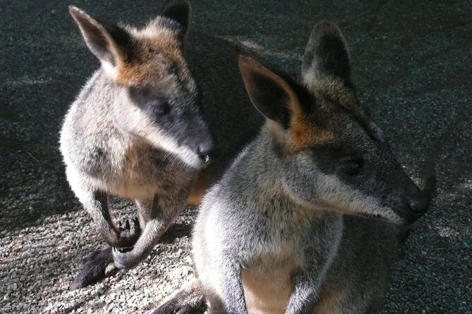 Private Guided Tour from Sydney to Blue Mountains National Park