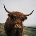 Private Guided Tour in Scottish Highlands - The Highland Day Trip in Detail