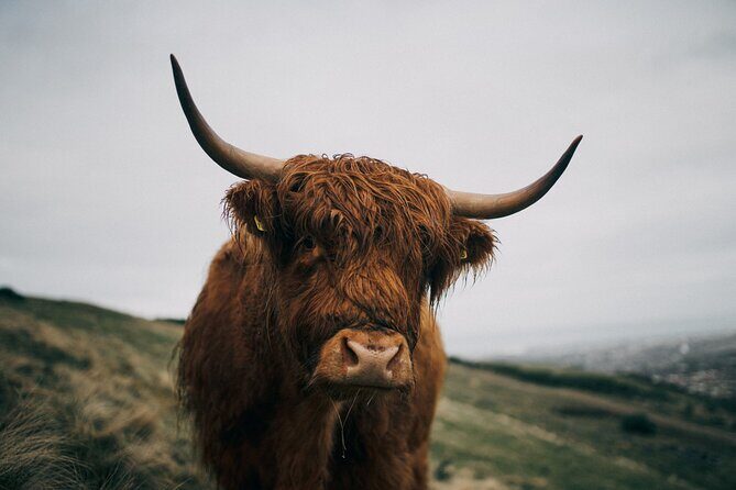 Private Guided Tour in Scottish Highlands - The Highland Day Trip in Detail