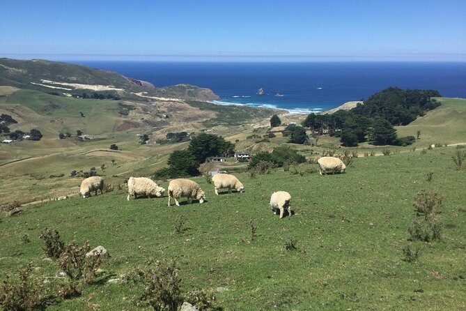 Private Guided Tour of Dunedin City Heritage and Unique Wildlife and Scenery - Who Will Love This Tour?