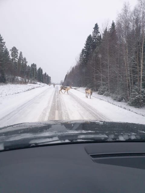 Private Guided Tour Rovaniemi To Kakslauttanen /Saariselka - Discovering Lapland: A Full Breakdown of the Tour