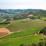 Private guided tour: Siena San Gimignano and Chianti - San Gimignano: The Medieval Skyline