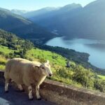 Private Guided Tour to Oslo Nærøyfjord Cruise and Flåm Railway - Who Will Love This Tour?