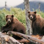 Private Half-Day Nature Tour from Anchorage - Who Should Consider This Tour?