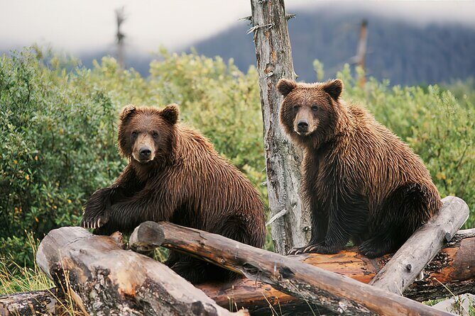 Private Half-Day Nature Tour from Anchorage - Who Should Consider This Tour?